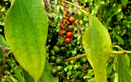 Cambodia's Prized Kampot Pepper, Nearly Wiped Out By Khmer Rouge, Makes A Comeback