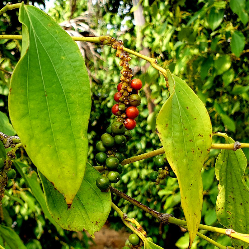Cambodia's Prized Kampot Pepper, Nearly Wiped Out By Khmer Rouge, Makes A Comeback