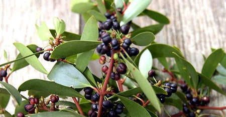 This Native Berry has four times the antioxidants of Blueberries